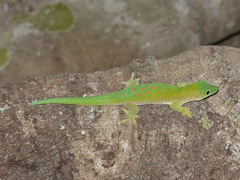 Phelsuma kochi