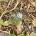 photo of California Gilia (Gilia achilleifolia)