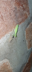 Eomantis