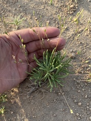 Phemeranthus confertiflorus