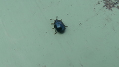 Plagiodera versicolora