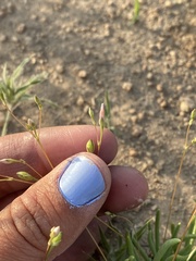 Phemeranthus confertiflorus