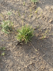 Phemeranthus confertiflorus