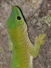 Phelsuma kochi