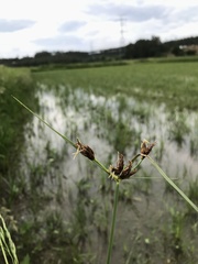 Bolboschoenus glaucus