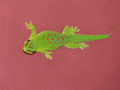 Phelsuma grandis