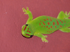 Phelsuma grandis