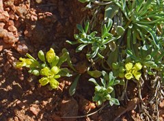Physaria vitulifera