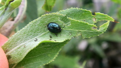 Plagiodera versicolora