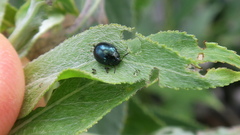 Plagiodera versicolora