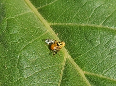 Zonosemata vittigera