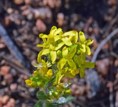Draba aurea