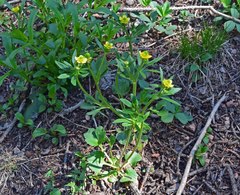 Ranunculus inamoenus