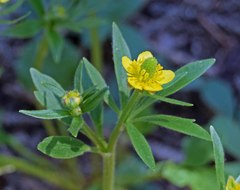 Ranunculus inamoenus