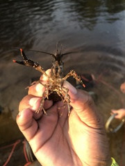 Procambarus spiculifer