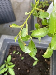 Cydalima perspectalis