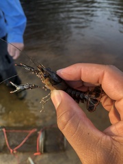 Procambarus spiculifer