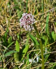 Valeriana acutiloba