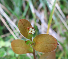 Myosotis forsteri