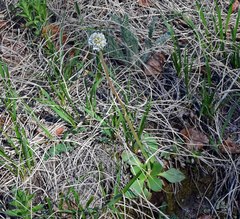 Micranthes rhomboidea