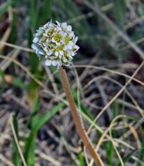 Micranthes rhomboidea