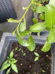 Cydalima perspectalis