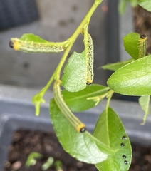 Cydalima perspectalis