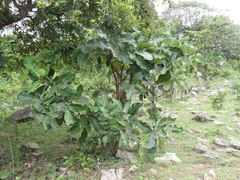 Semecarpus anacardium