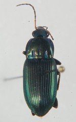 Poecilus