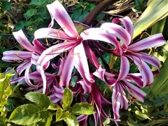 Crinum × amabile