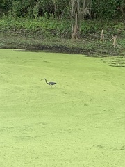 Egretta tricolor image