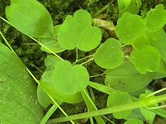 Thalictrum thalictroides