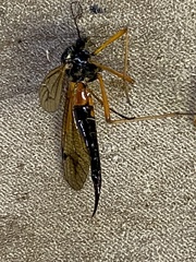 Tanyptera