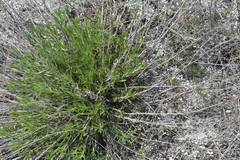 Scrophularia cretacea