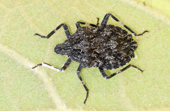 Brochymena affinis