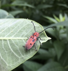 Tetraopes tetrophthalmus