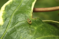 Neomyzus circumflexus