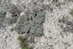 Artemisia hololeuca
