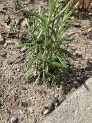 Salvia rosmarinus