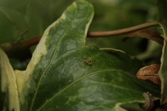 Neomyzus circumflexus