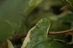 Neomyzus circumflexus