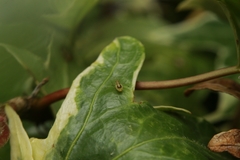 Neomyzus circumflexus