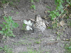 Turdus pilaris
