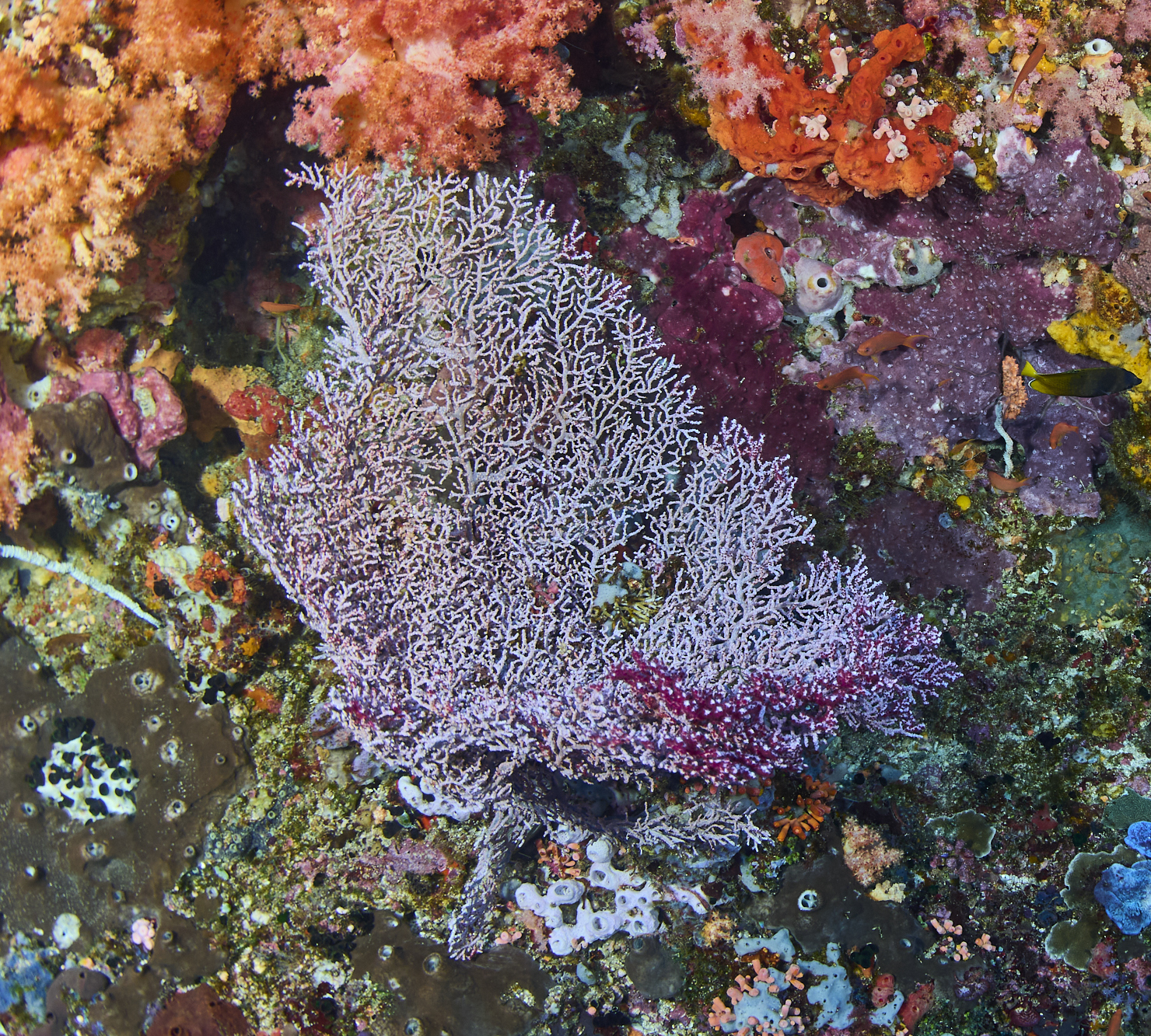 Muricella plectana Grasshoff, 1999