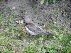 Turdus pilaris