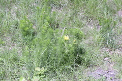 Adonis vernalis