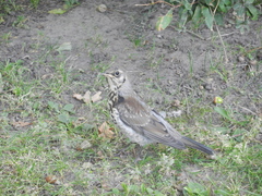 Turdus pilaris