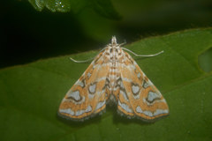 Elophila interruptalis
