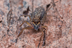 Spartaeus spinimanus