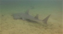 Rhynchobatus australiae